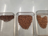 Coffee Bean Colour Sorter - Genio Roasters